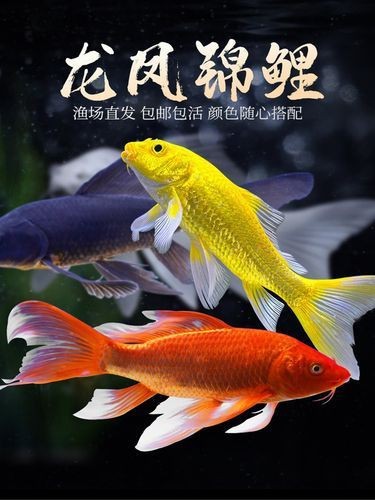龍鳳錦鯉圖片【龍鳳錦鯉和蝴蝶鯉怎么區分】