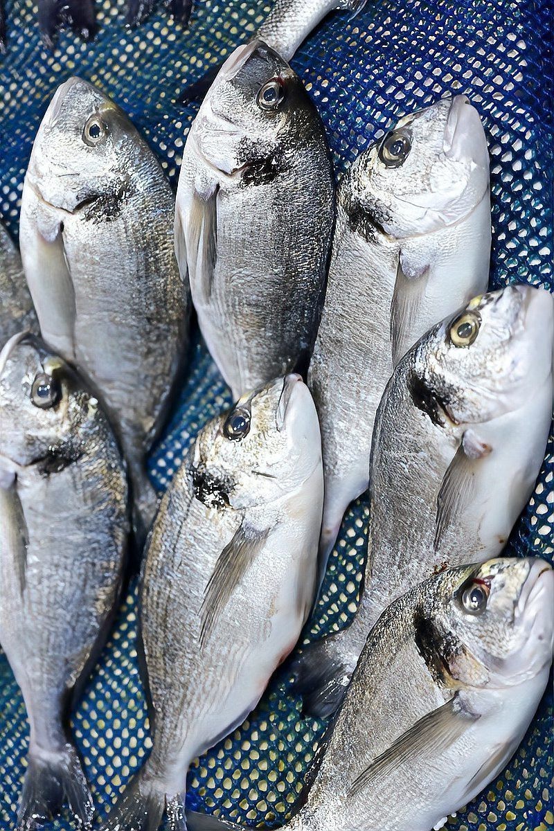 十大最補(bǔ)腦的魚(yú)【\