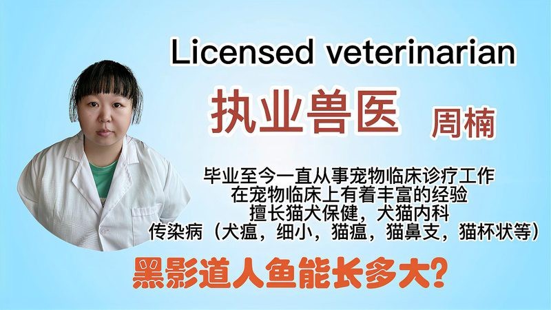 淡水黑影道人魚【人水黑影道人魚】