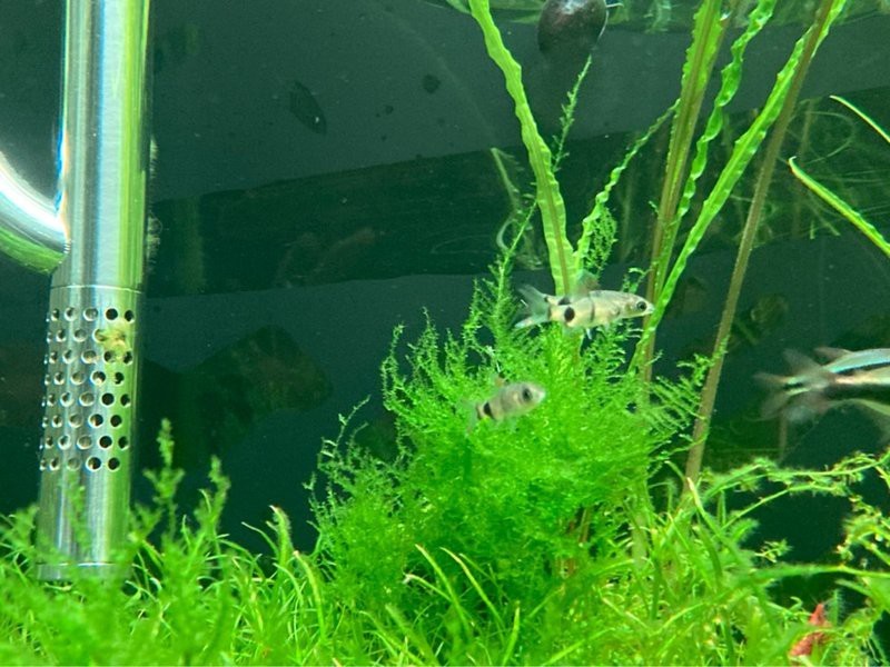 淡水黑影道人魚【人水黑影道人魚】
