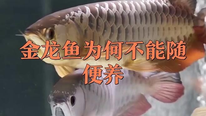 金龍魚苗的飼養難度有多高？【金龍魚好養嗎】