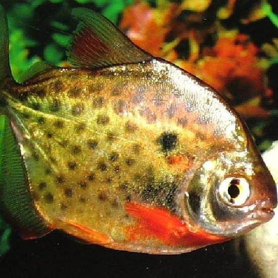 虎紋銀板魚能長多大【如何科學飼養虎紋銀板魚】