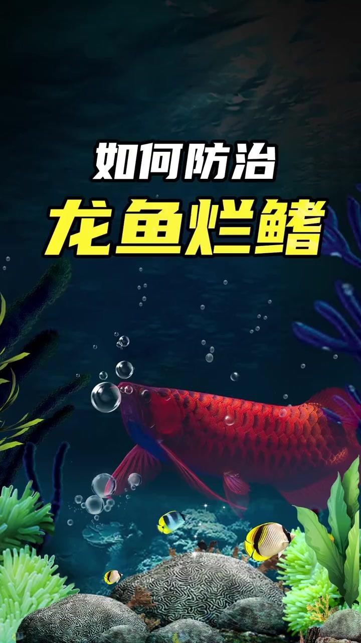 如何預(yù)防龍魚(yú)潰爛？