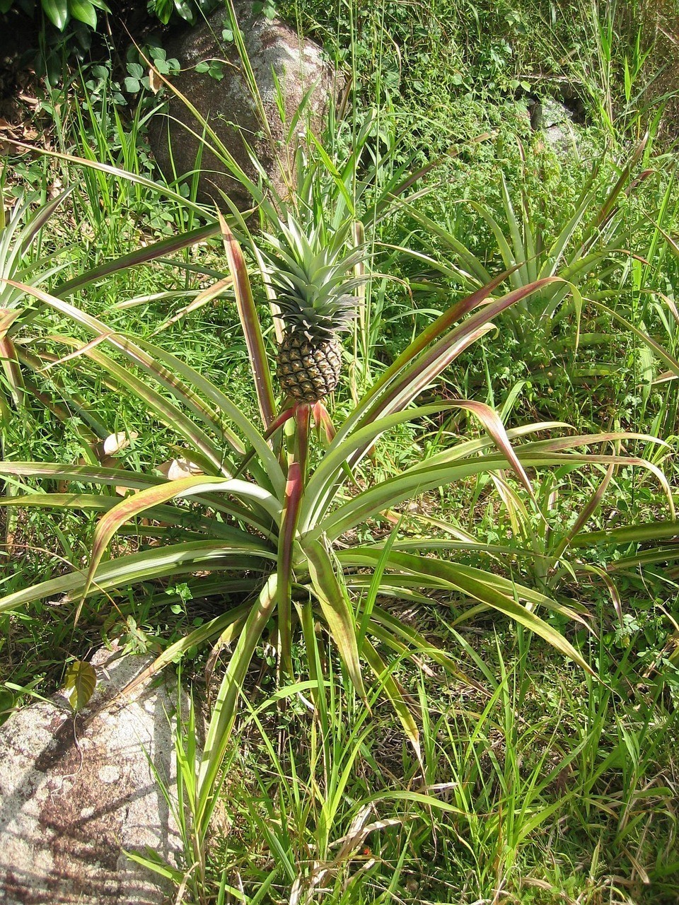 澳洲星點龍魚能長多大【澳洲星點龍魚最大能長到多少厘米，】