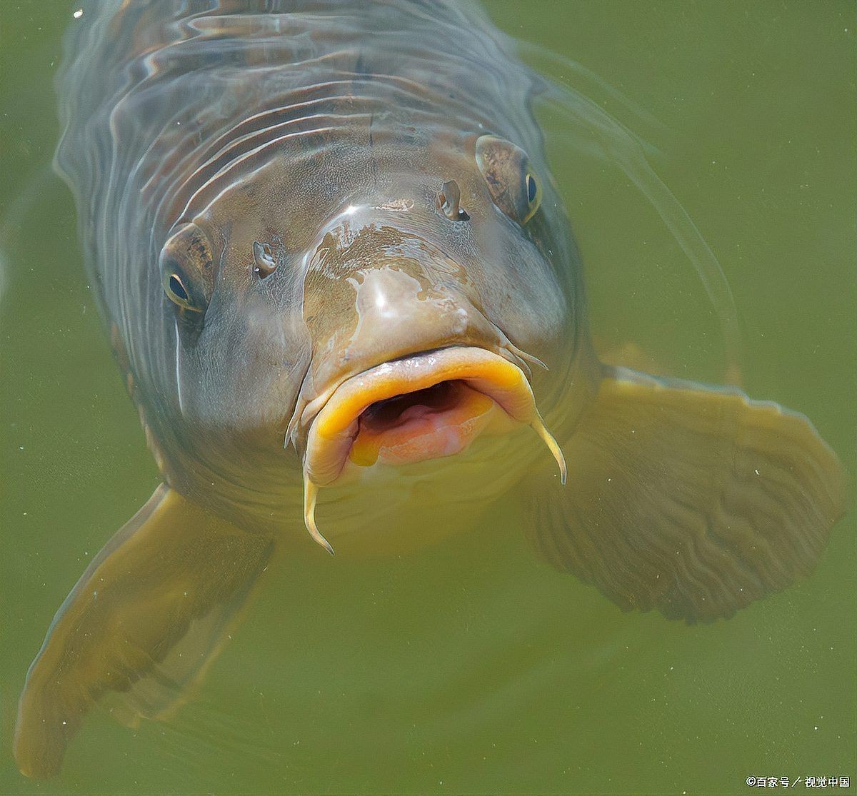 金魚在水面吧唧嘴特別響【金魚在水面上張嘴是什么原因】