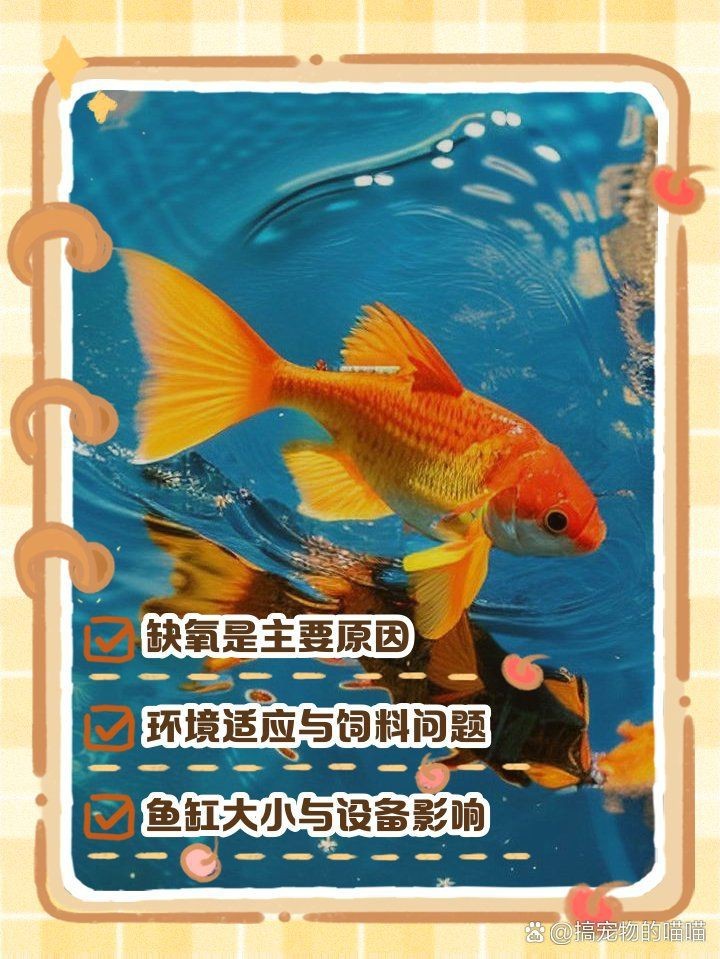 金魚在水面吧唧嘴特別響【金魚在水面上張嘴是什么原因】