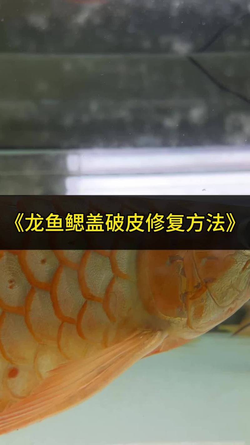 龍魚鰓蓋撞斷后能完全恢復嗎？【養魚老道，魚鰓蓋潰爛能否恢復科學治療助其重歸健康!】 龍魚鰓蓋撞斷后能完全恢復嗎？【養魚老道，魚鰓蓋潰爛能否恢復科學治療助其重歸健康!】 龍魚百科 第15張