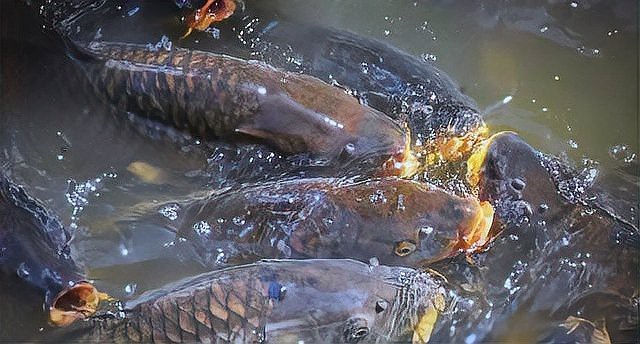 龍魚鰓蓋撞斷后能完全恢復嗎？【養魚老道，魚鰓蓋潰爛能否恢復科學治療助其重歸健康!】 龍魚鰓蓋撞斷后能完全恢復嗎？【養魚老道，魚鰓蓋潰爛能否恢復科學治療助其重歸健康!】 龍魚百科 第5張