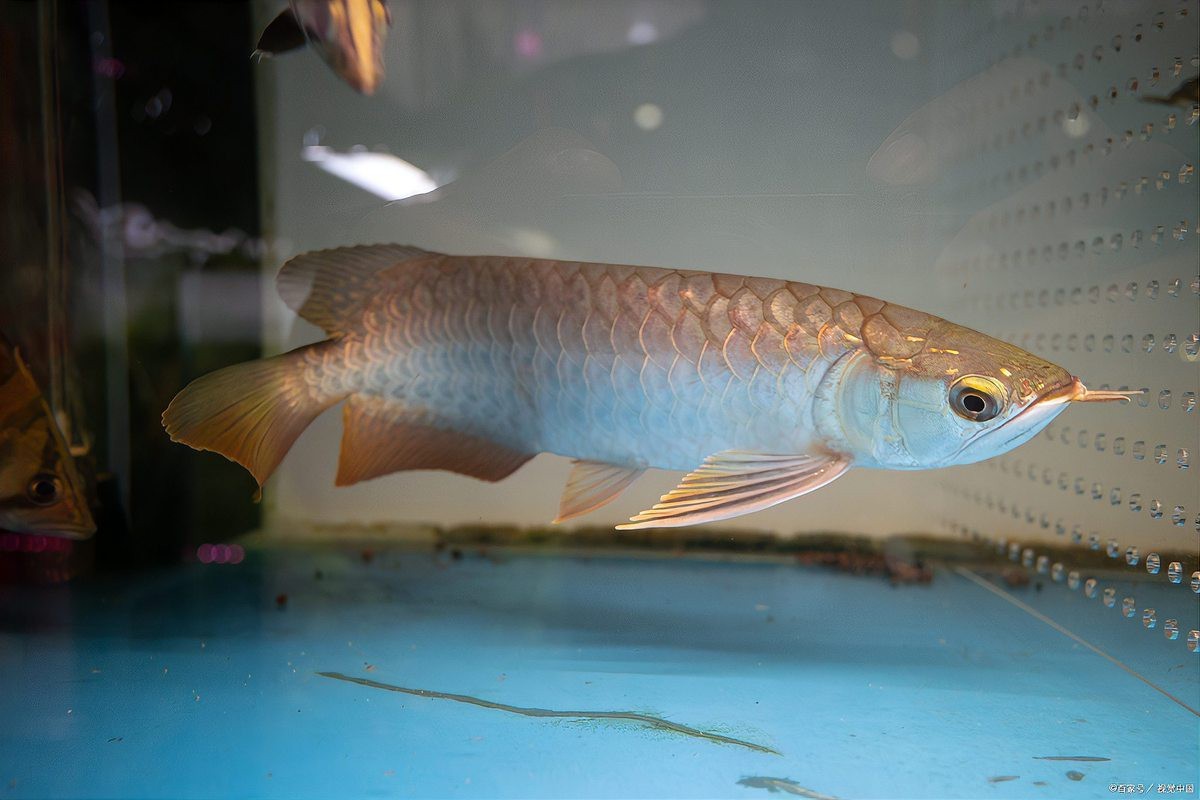 龍魚鰓蓋撞斷后能完全恢復嗎？【養魚老道，魚鰓蓋潰爛能否恢復科學治療助其重歸健康!】 龍魚鰓蓋撞斷后能完全恢復嗎？【養魚老道，魚鰓蓋潰爛能否恢復科學治療助其重歸健康!】 龍魚百科 第11張