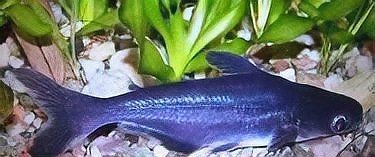 觀賞淡水鯊魚有幾種【家庭水族箱的選擇】