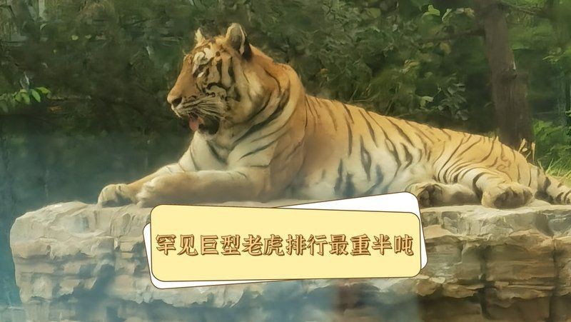 老虎十大排名【《老虎十大排名》】