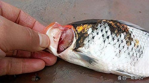龍魚腮蓋腐爛是什么原因【養殖龍魚的注意事項】
