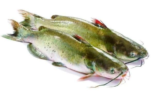鮰魚是清江魚嗎 鮰魚是清江魚嗎 龍魚論壇 第6張
