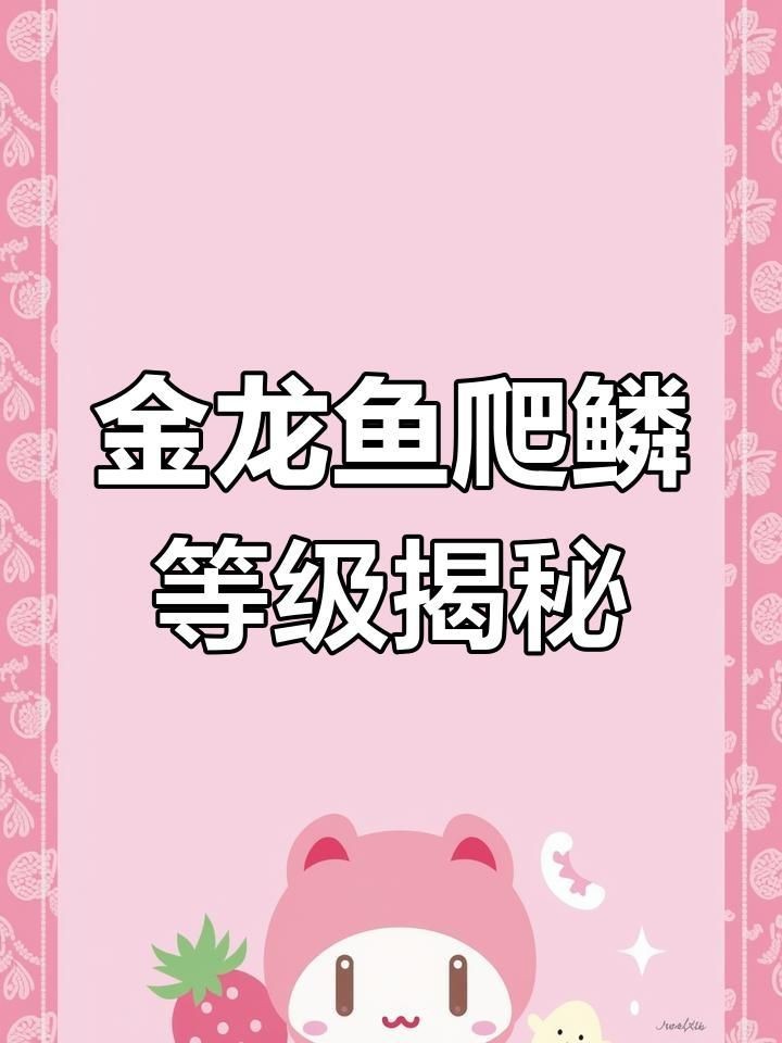 金龍魚級(jí)別排位【大神分享:如何快速區(qū)分金龍魚品質(zhì)松仔講魚】