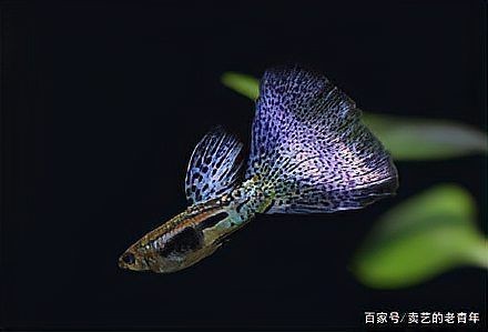 孔雀魚返祖是什么意思【孔雀魚返祖是什么？】