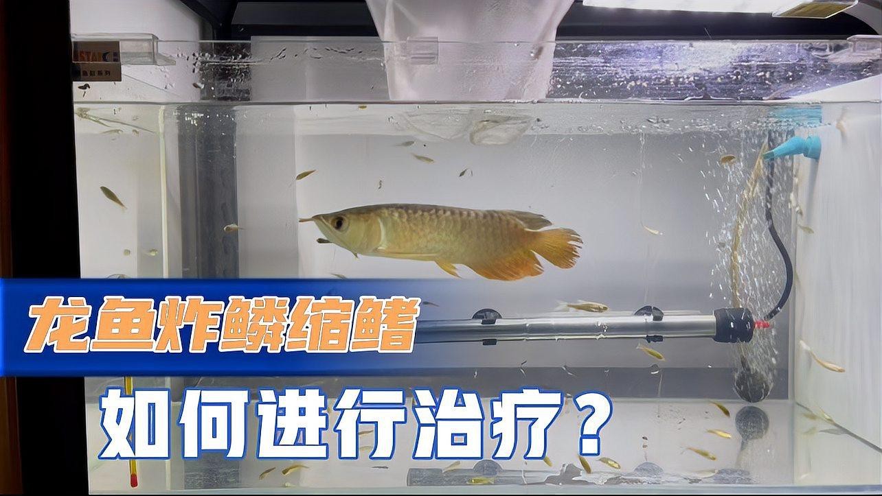 龍魚炸鱗最佳治療方法是什么？【龍魚炸鱗會傳染嗎？】