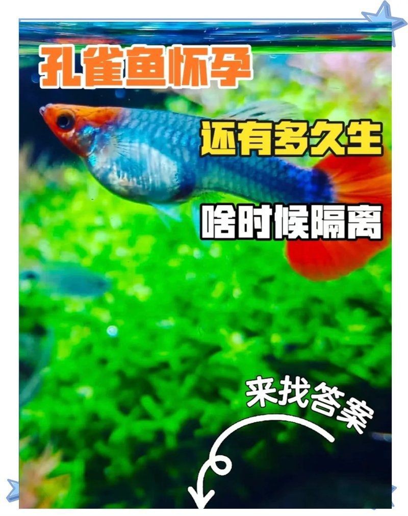 孔雀魚生完一周后又生了【孔雀魚一胎分幾次生完】