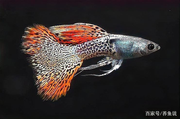 孔雀魚生完一周后又生了【孔雀魚一胎分幾次生完】