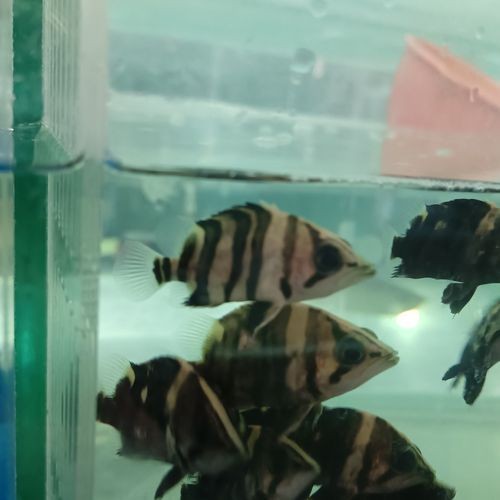 虎魚6紋位置圖【虎魚6紋位置圖主要展示了虎魚身上獨特的六道紋路】