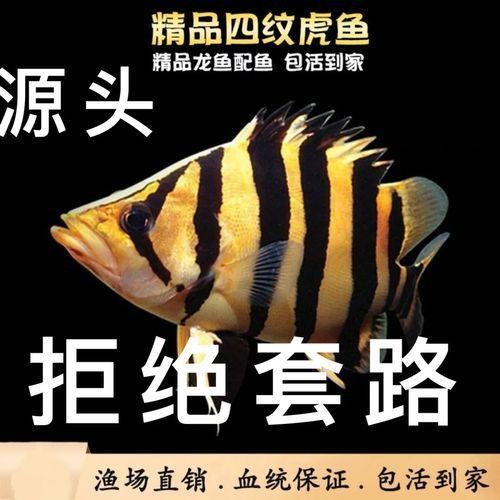 虎魚6紋位置圖【虎魚6紋位置圖主要展示了虎魚身上獨特的六道紋路】