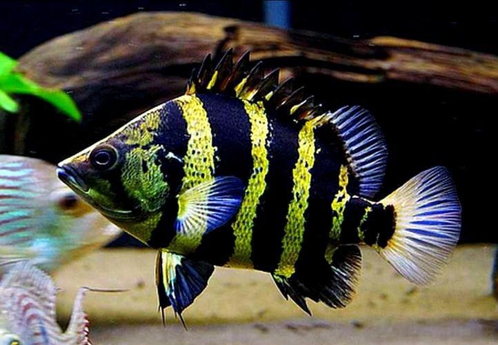 虎魚6紋位置圖【虎魚6紋位置圖主要展示了虎魚身上獨特的六道紋路】