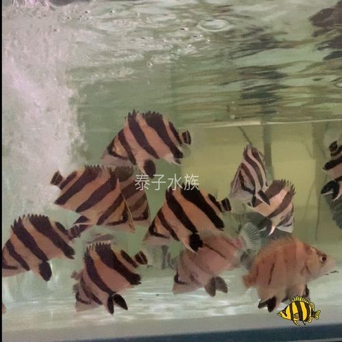 虎魚6紋位置圖【虎魚6紋位置圖主要展示了虎魚身上獨特的六道紋路】