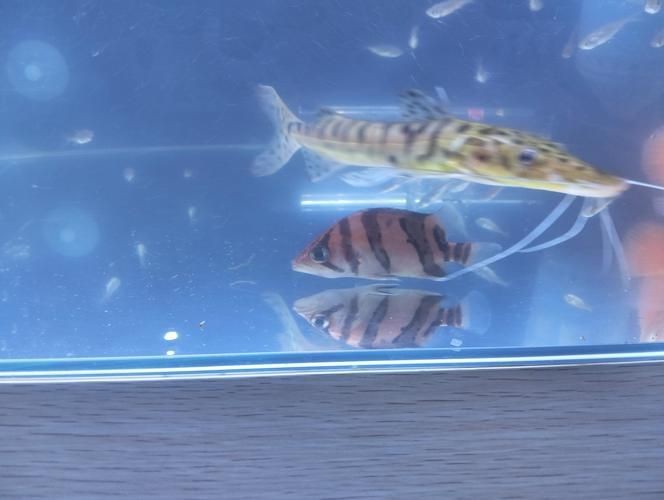 虎魚6紋位置圖【虎魚6紋位置圖主要展示了虎魚身上獨特的六道紋路】