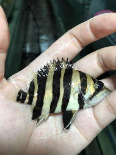 虎魚6紋位置圖【虎魚6紋位置圖主要展示了虎魚身上獨特的六道紋路】