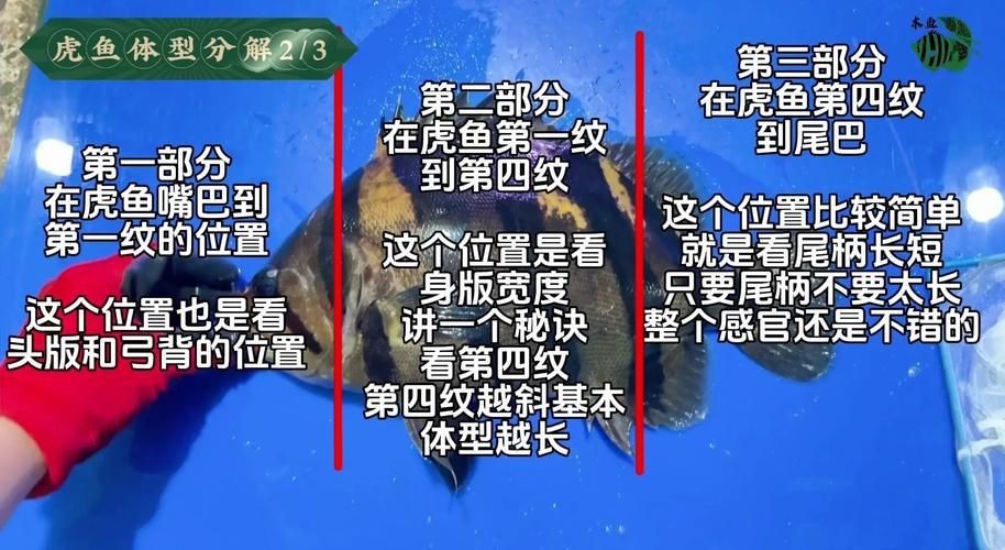 虎魚6紋位置圖【虎魚6紋位置圖主要展示了虎魚身上獨特的六道紋路】