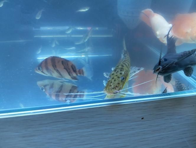 虎魚6紋位置圖【虎魚6紋位置圖主要展示了虎魚身上獨特的六道紋路】