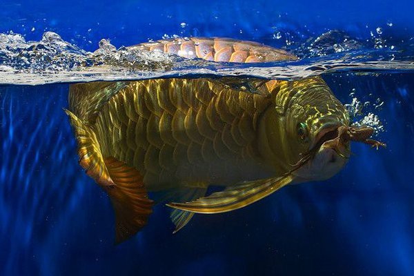 龍魚撞缸后需要多久停食？【龍魚撞缸后停食時間因具體情況而異，一般建議先停食】