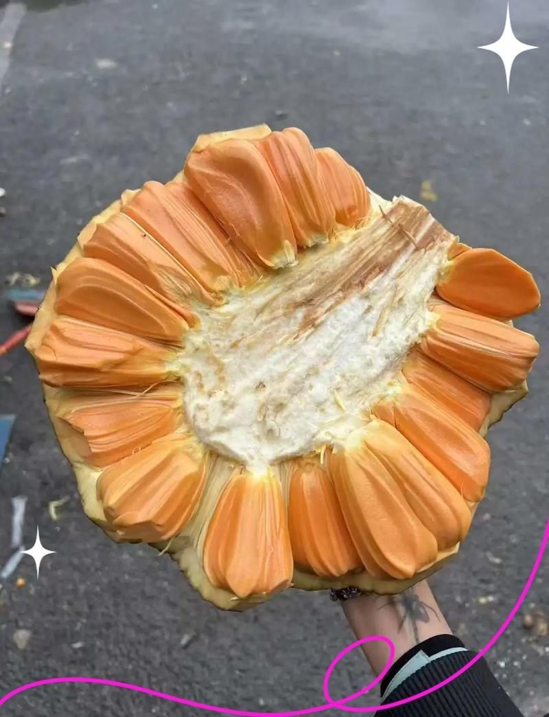 紅菠蘿【紅菠蘿在果園中的獨特風味尤為獨特的紅菠蘿在果園中的獨特模樣】
