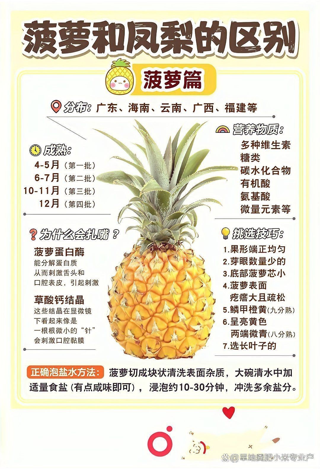 紅菠蘿【紅菠蘿在果園中的獨特風味尤為獨特的紅菠蘿在果園中的獨特模樣】