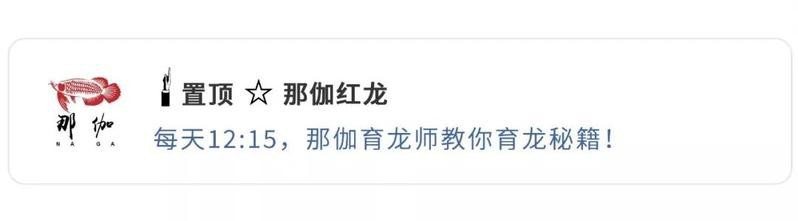 龍魚發色需要多久見效【龍魚發色期間需要注意什么紅龍和金龍哪個更容易發色】