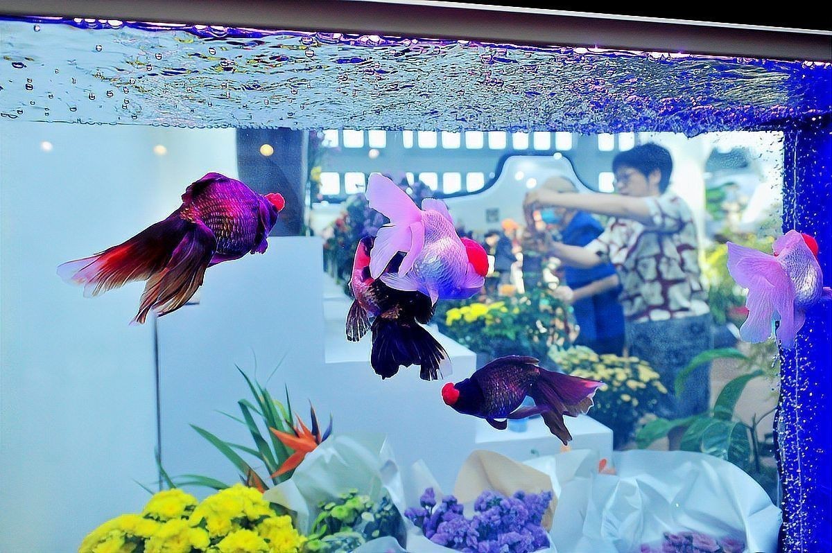 雷龍魚可以和七彩神仙魚混養(yǎng)嗎【雷龍魚與七彩神仙魚混養(yǎng)需謹慎】
