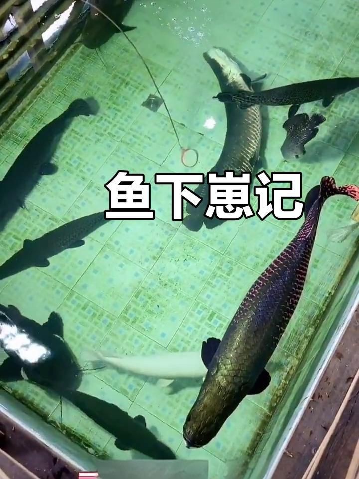 魟魚生小魚視頻