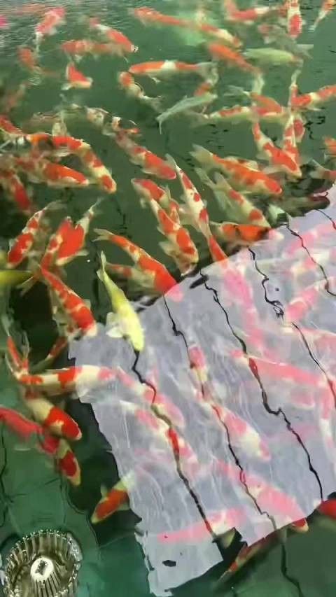 十大最吉利錦鯉頭像【運勢，形成獨特的數字】