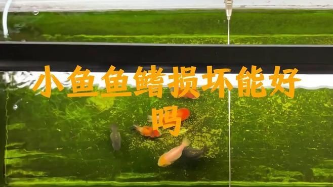 魚爛鰭爛尾病多久能治好【寵物健康魚爛鰭爛尾病的治療時間因病情嚴重程度、魚的體質、治療措施及環境條件等因素而異】