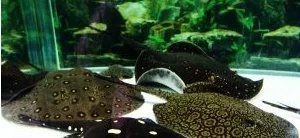 魟魚長到幾年就成型了【關于魟魚長到幾年成型，不同種類的魟魚存在差異】