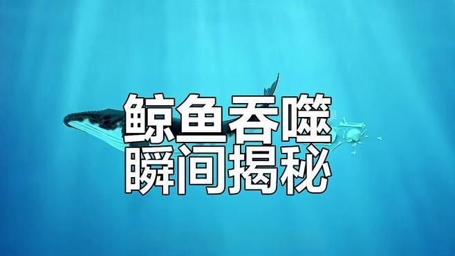 抹香鯨vs藍鯨【抹香鯨vs藍鯨，重量級對決,誰才是鯨之王者】