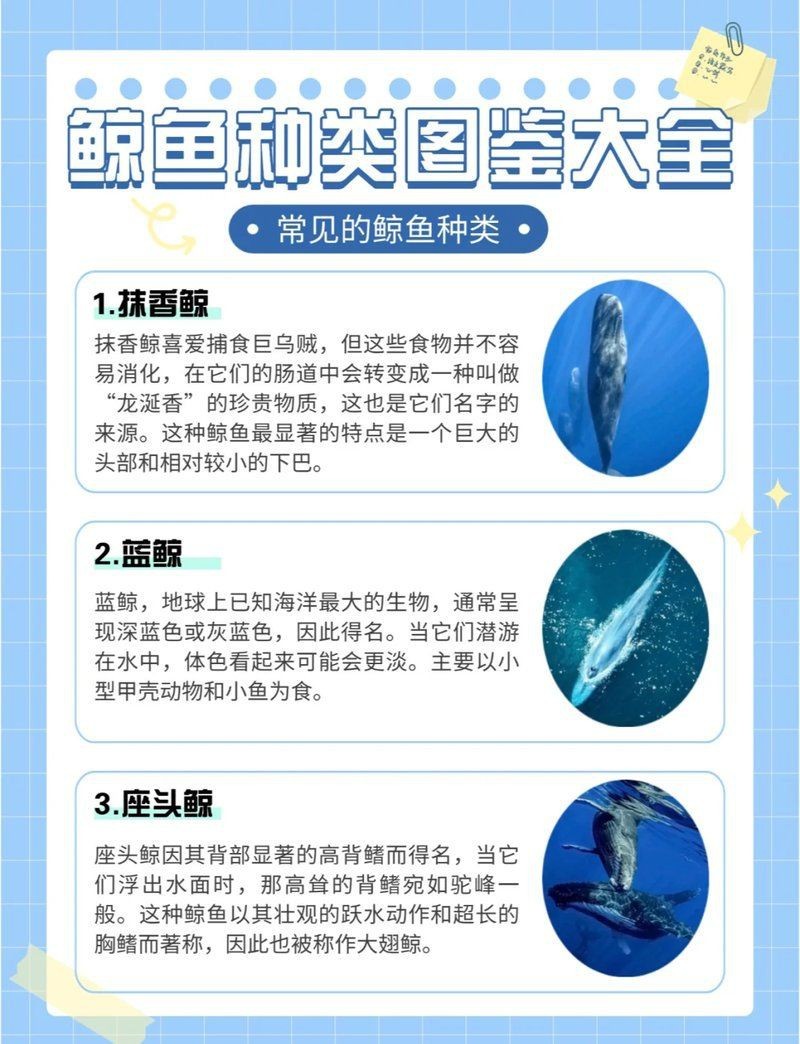 抹香鯨vs藍鯨【抹香鯨vs藍鯨，重量級對決,誰才是鯨之王者】