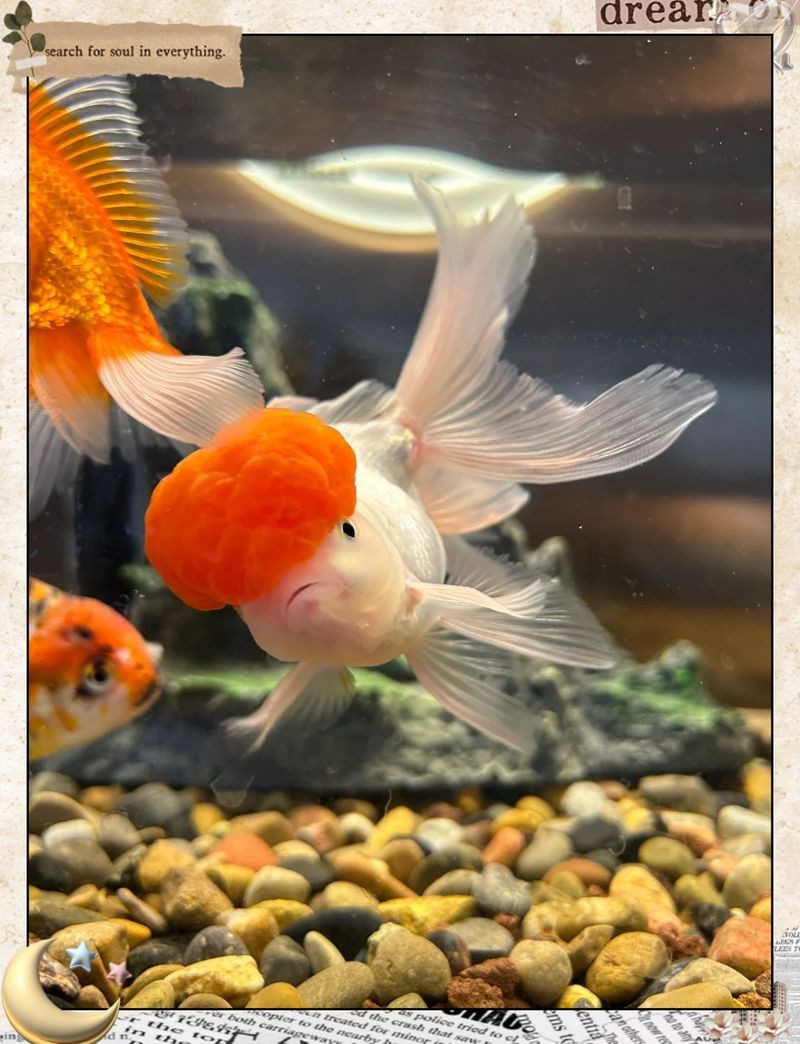 紅帽子金魚頭部咬爛了【《紅帽子金魚頭部受傷之殤》】