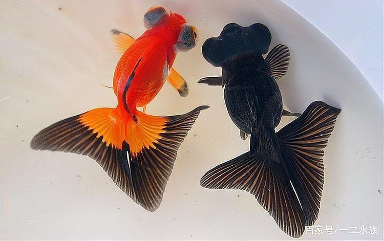 邯鄲一二水族在什么地方