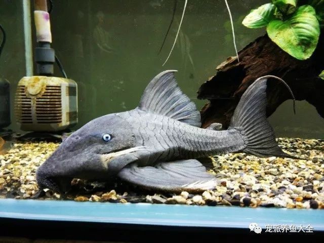 皇冠豹魚哪個顏色最貴【什么顏色的皇冠豹魚最難飼養】