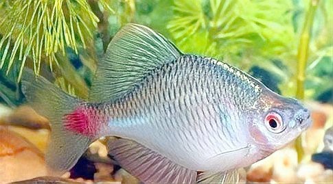 農村小河魚的品種大全【農村小河魚品種豐富多樣，已成為水族箱里的佼佼者】