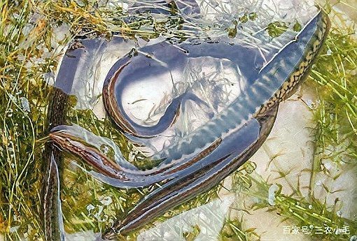 農村小河魚的品種大全【農村小河魚品種豐富多樣，已成為水族箱里的佼佼者】