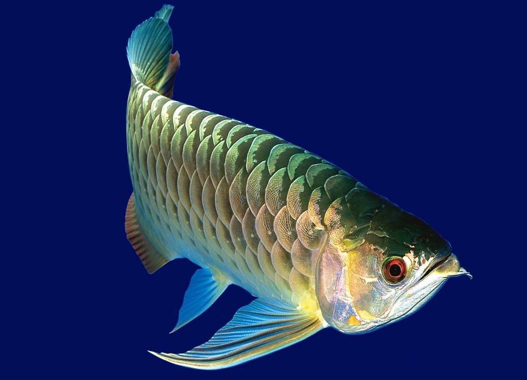 一般人會比喻做龍魚的嗎【《龍魚：水中\(zhòng)