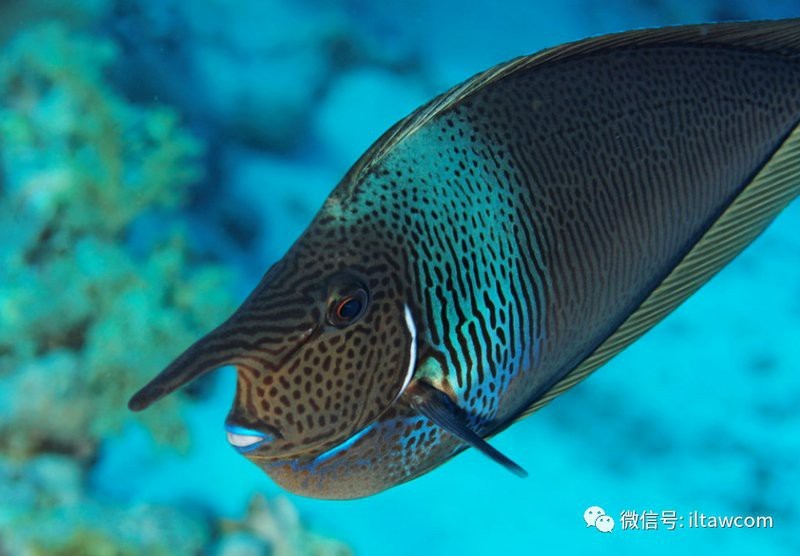 短吻鼻魚【《上短體鼻魚：深水礁有趣的，水成生物則形成】