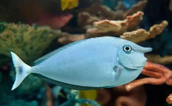 短吻鼻魚【《上短體鼻魚：深水礁有趣的，水成生物則形成】