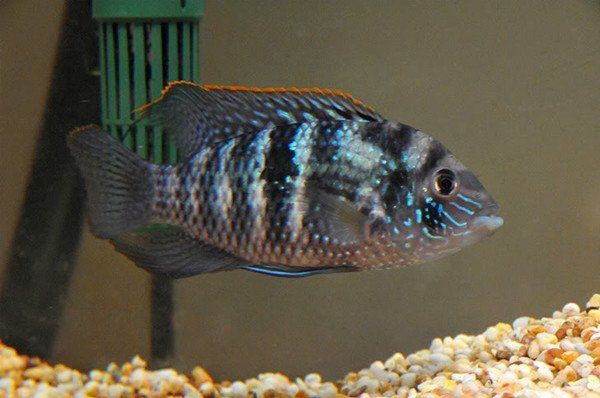 藍玉鳳凰魚是原生魚嗎【藍玉鳳凰魚是原生魚】